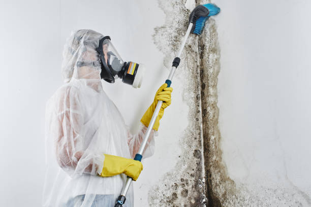 Best Certified Mold Removal  in Woodmere, NY