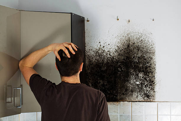 Best Home Mold Removal  in Woodmere, NY