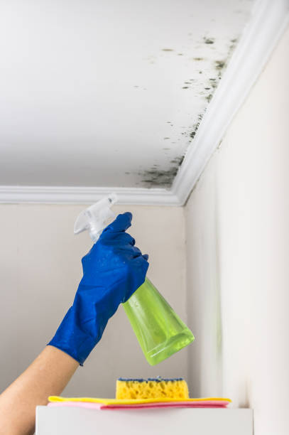 Best Certified Mold Removal  in Woodmere, NY