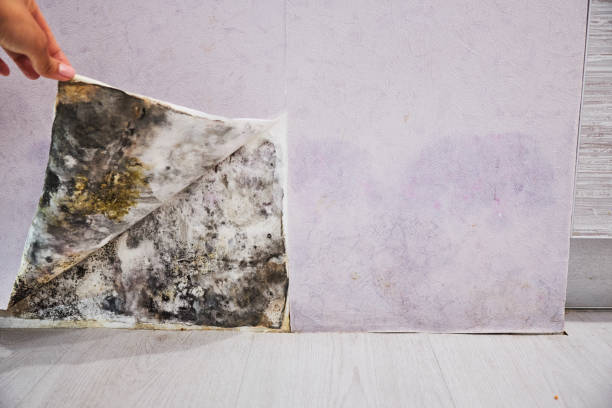 Crawl Space Mold Removal in Woodmere, NY